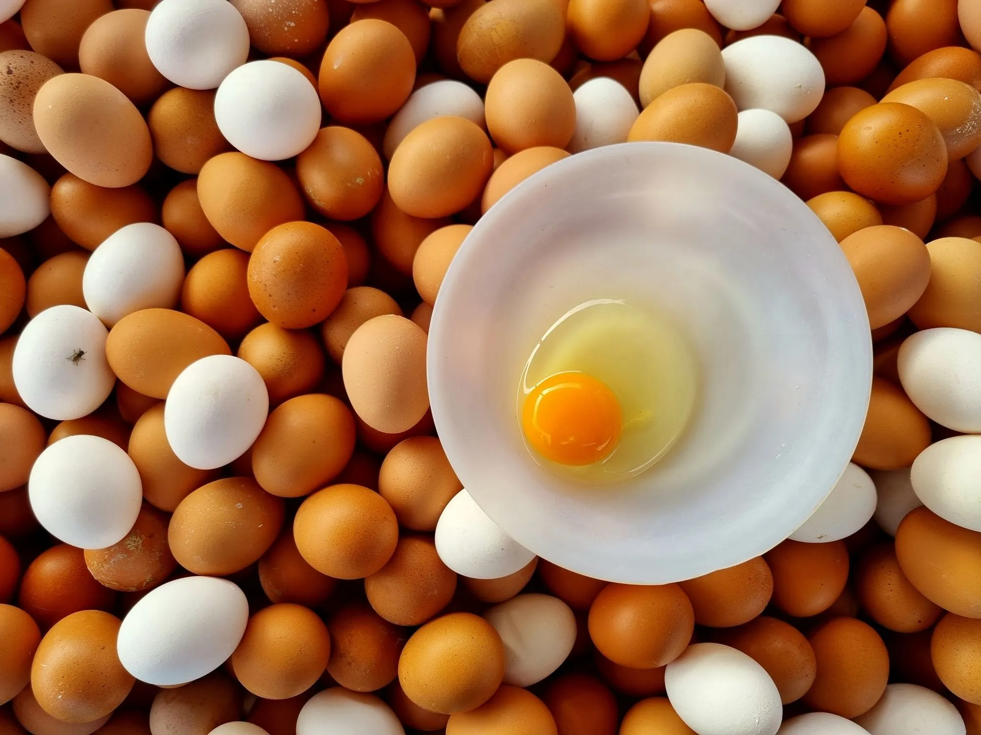 Eggs, Cholesterol, and Changing Guidelines: What 48 Years of Data Reveal