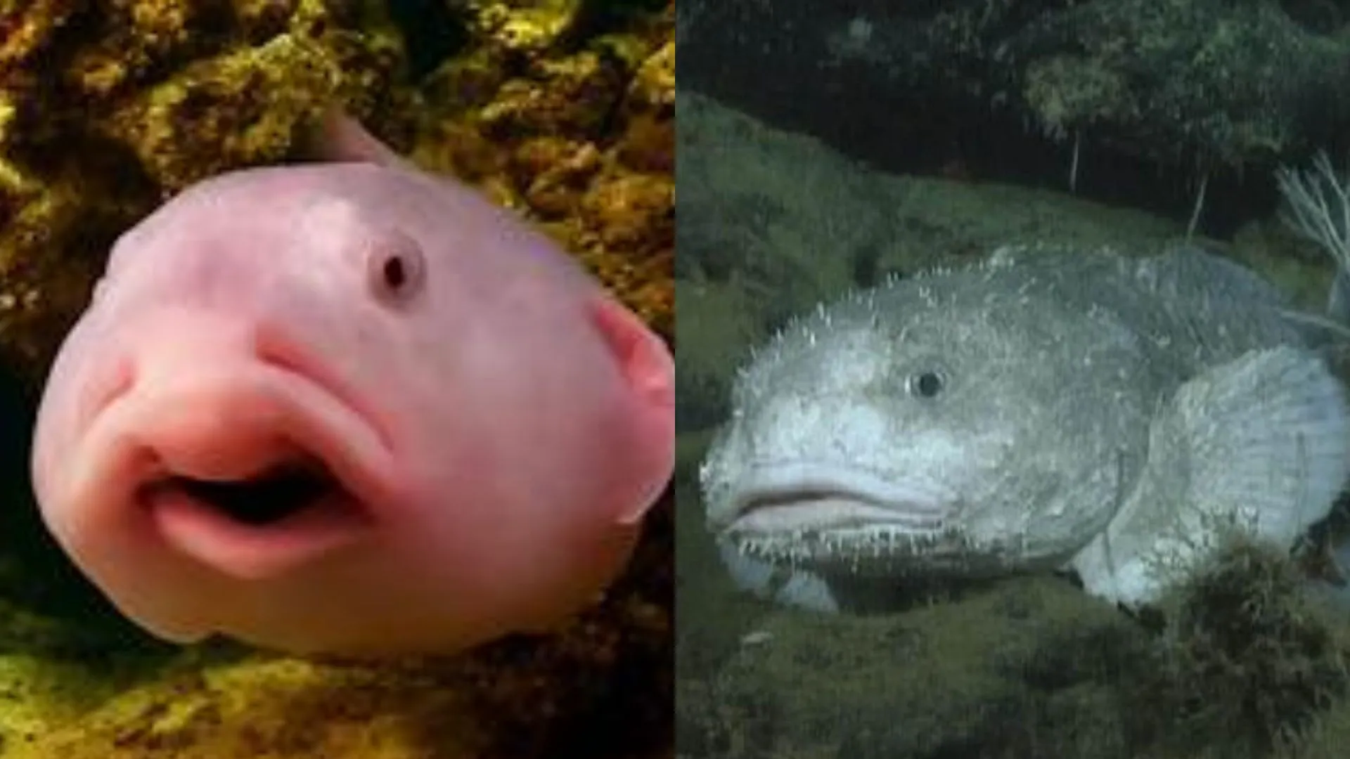 Blobfish Wins New Zealand’s Fish of the Year, Leaving Rivals Behind