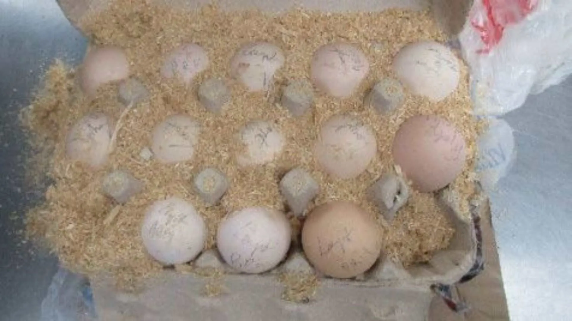 CBP Seizes 39 Hatching Eggs in Louisville, Here’s Why?