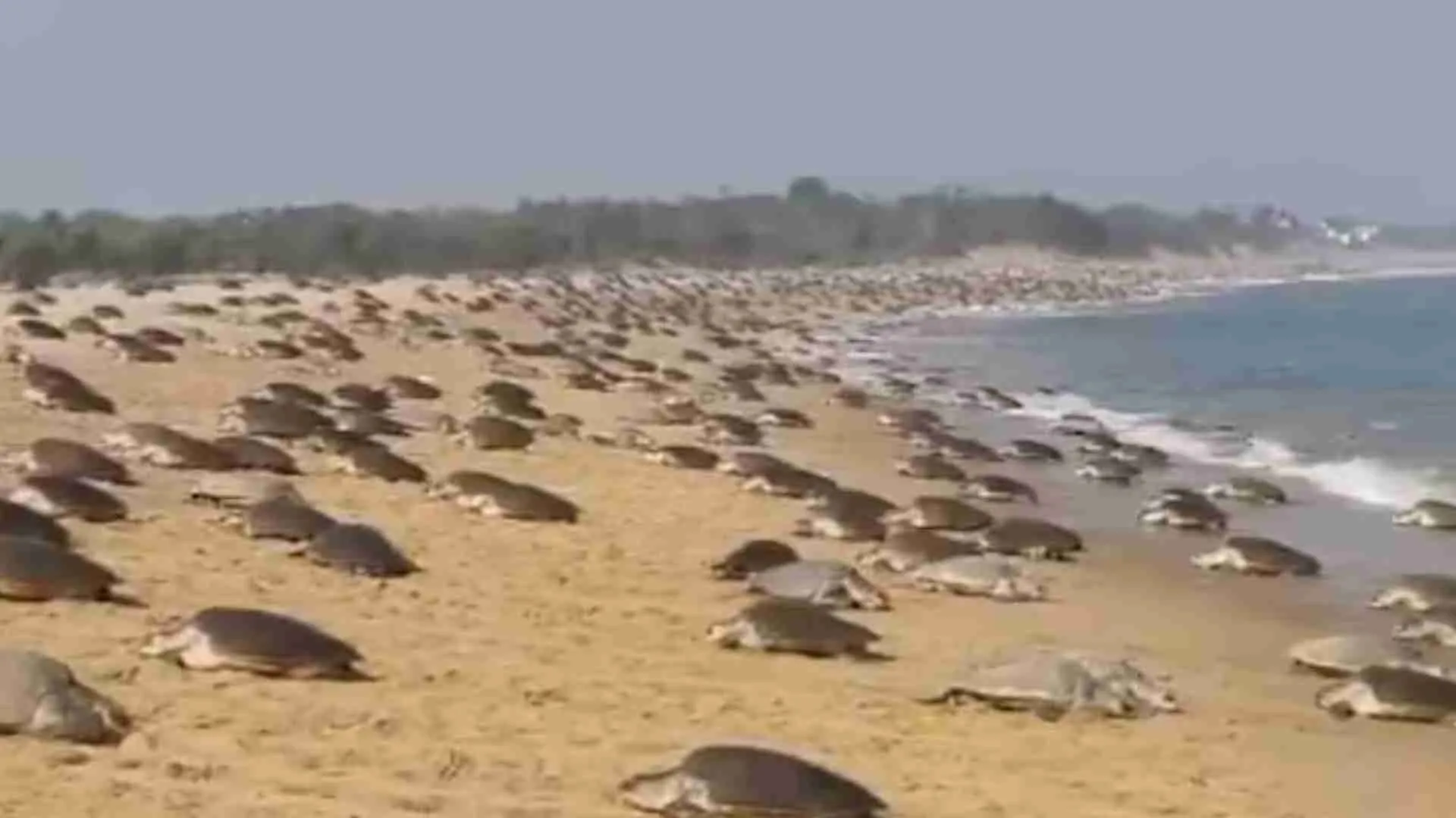 Endangered Olive Ridley Turtles Stunning Reappearance After 33 Years At Odisha Beach