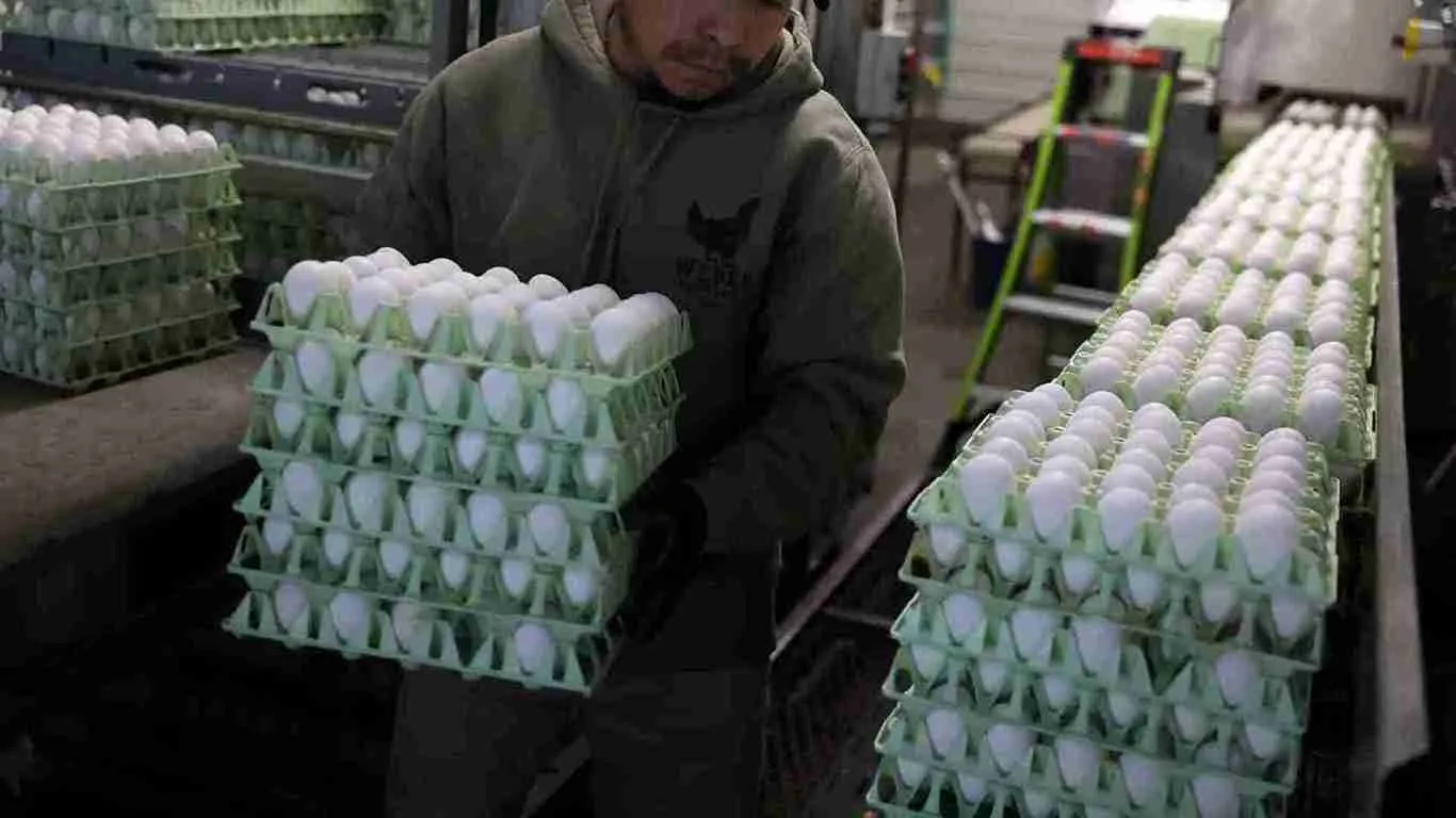 Finland Says ‘No Eggs’ To US: Internet Calls It Trump’s Trade Karma