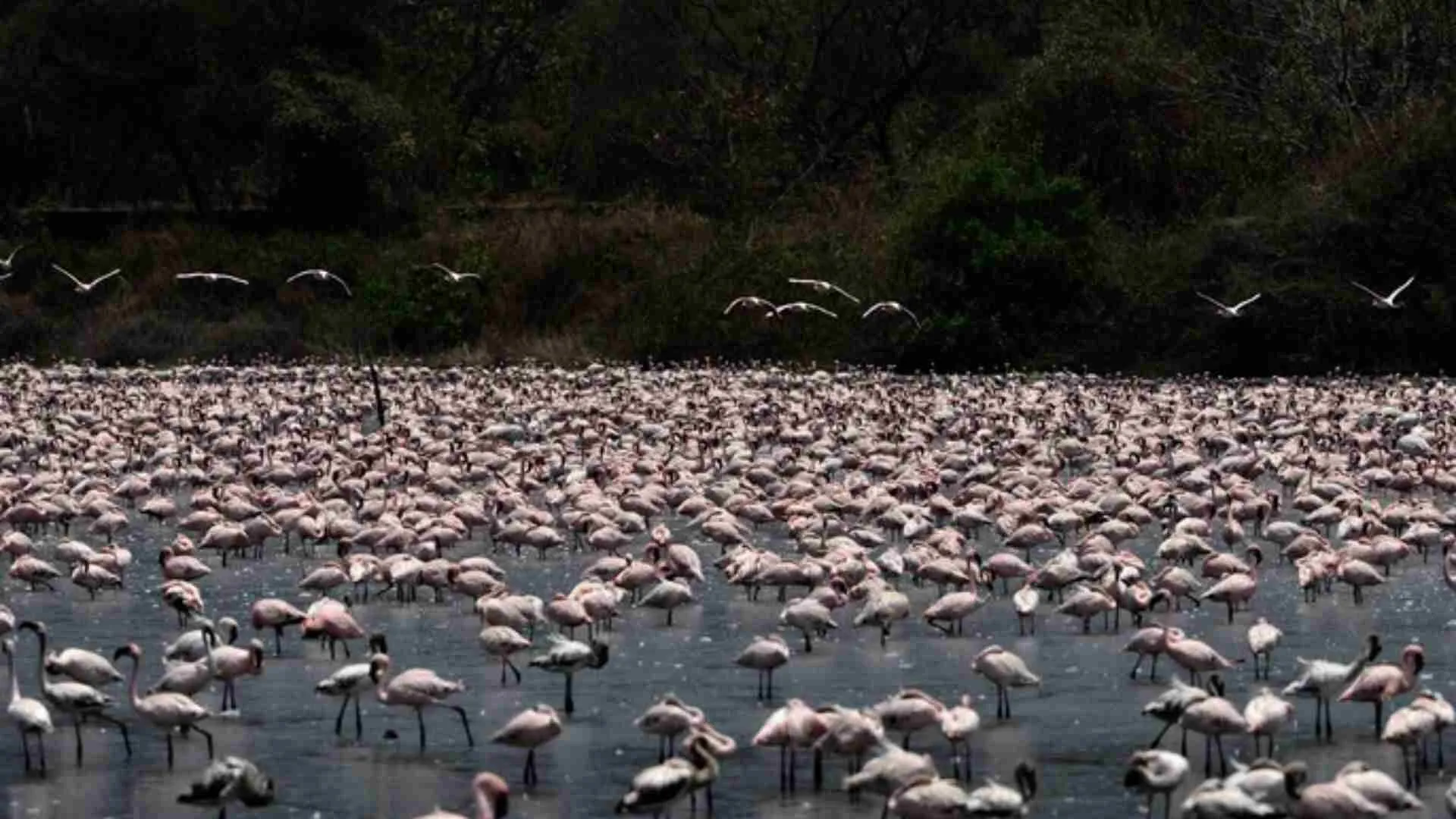 Flamingos Turn Navi Mumbai Pink in Stunning Spectacle | Watch