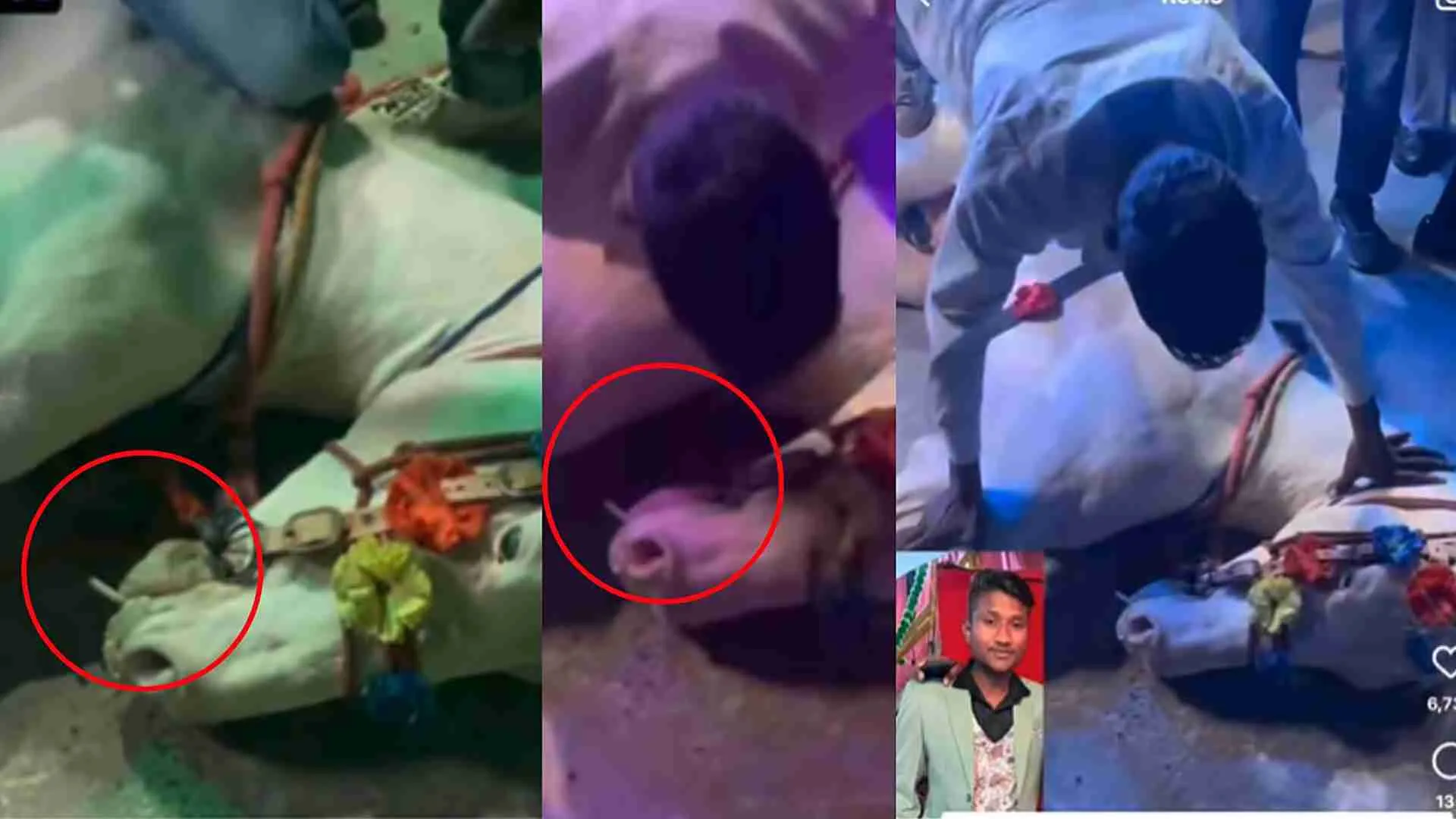 Heartbreaking Abuse: Man Performs Push-Ups On Horse, Forces It To Smoke At Wedding | WATCH