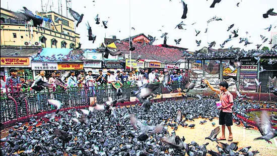 Is Kabutarkhana a Health Hazard? BMC to Investigate