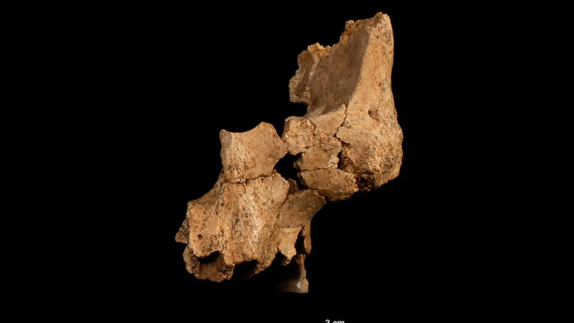 Oldest Human Fossil in Western Europe Found in Spanish Cave: Details Inside
