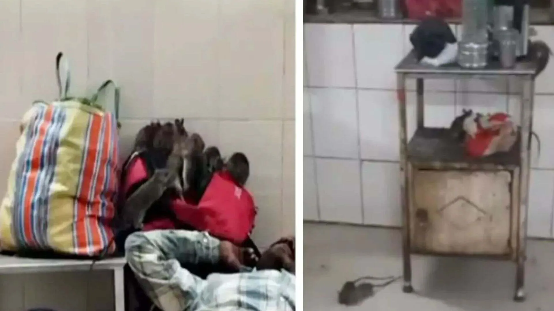 Rats Spotted in Madhya Pradesh Hospital Ward | VIRAL VIDEO
