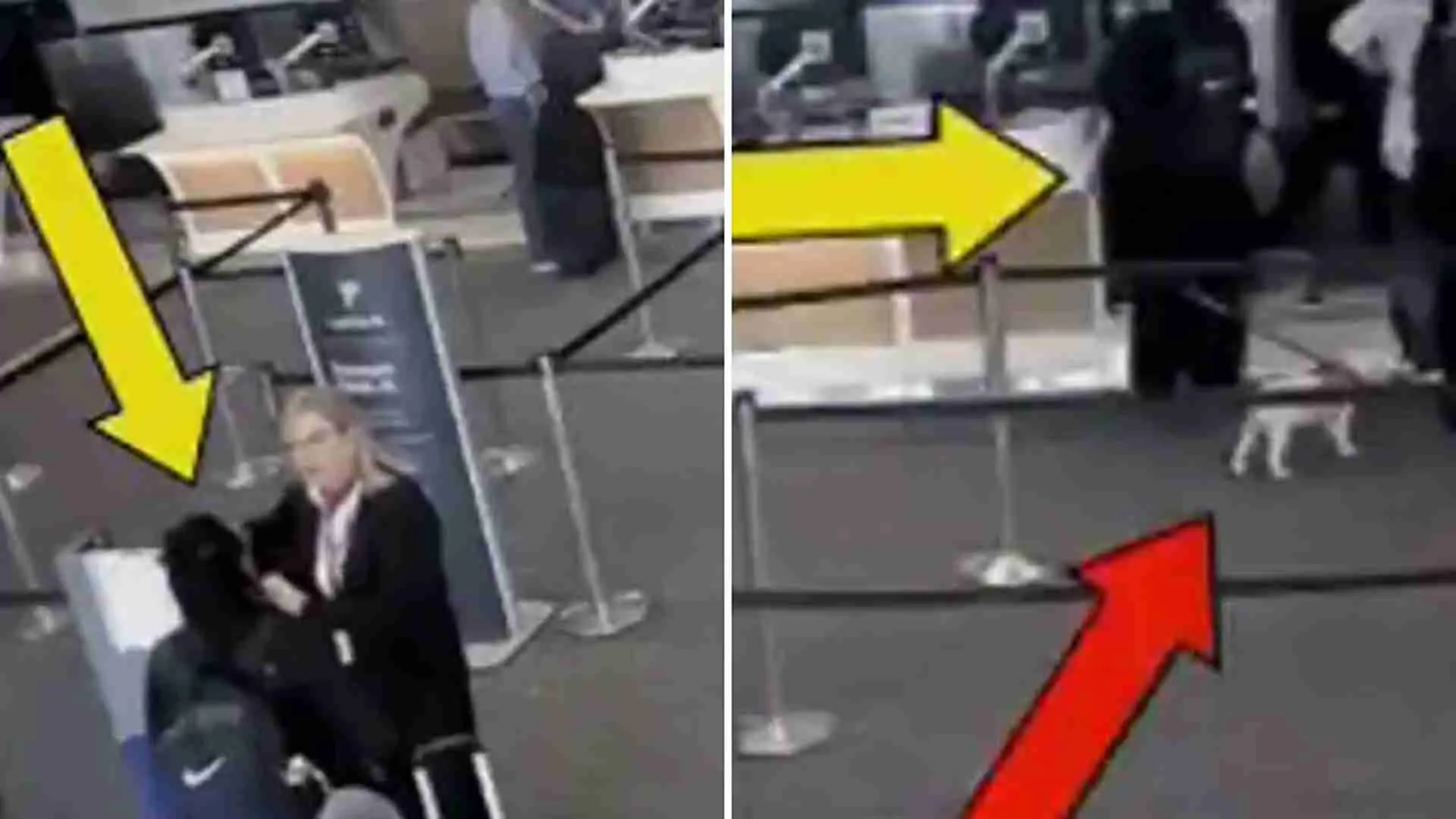 Woman Drowns And Kills Dog In Airport Restroom: Viral Video Sparks Outrage
