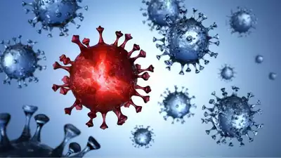 New Bat Coronavirus Discovered in Brazil Sparks Pandemic Concerns