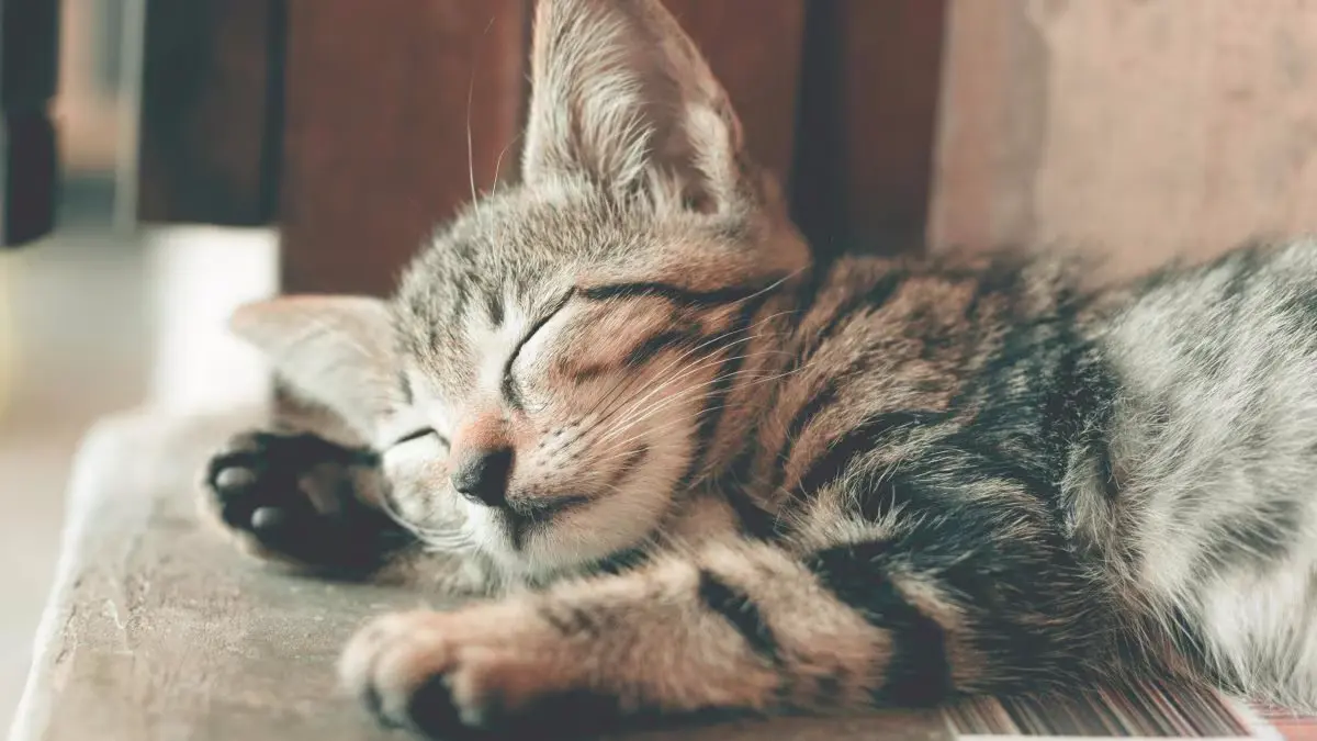 Raw Pet Food Recall: Bird Flu Outbreak Hits Cats, Sparks Safety Concerns