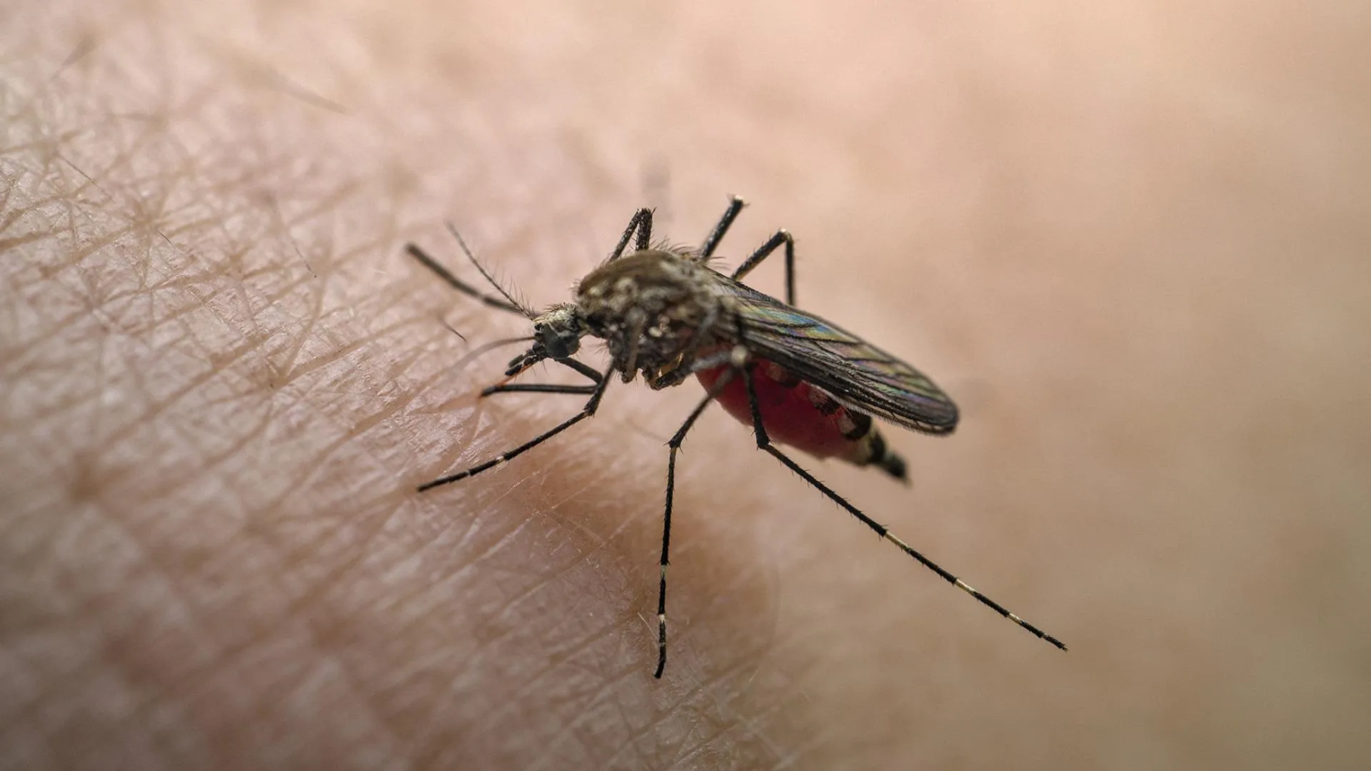 CDC Warns U.S. Travelers of Rising Dengue Threat