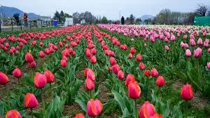 Asia’s Largest Tulip Garden in Srinagar Opens for Public