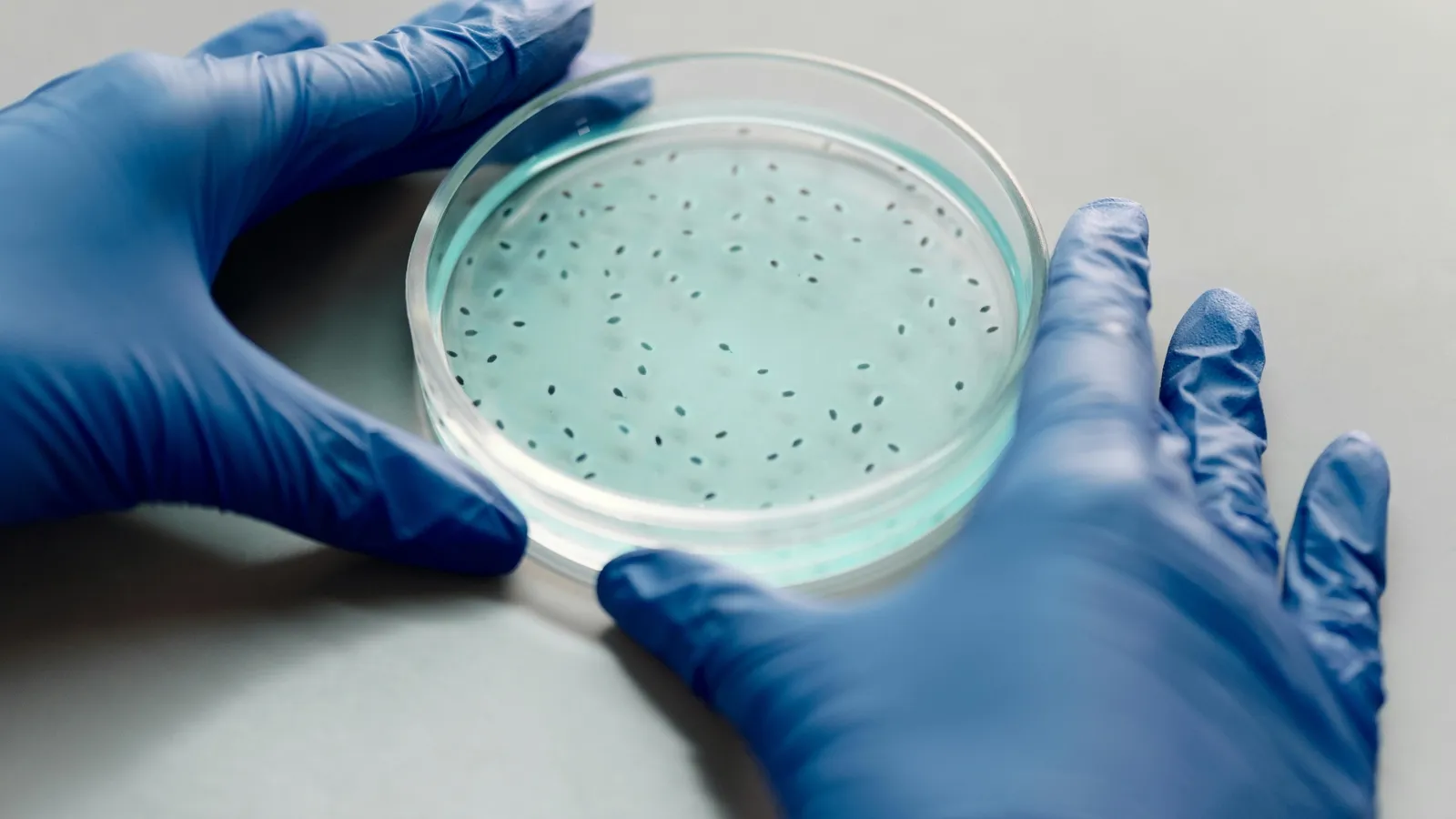 Candida Auris: The Growing Threat of Drug-Resistant Fungus in US Hospitals