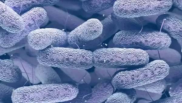 Small Microbial Ecosystem on ISS: What It Means