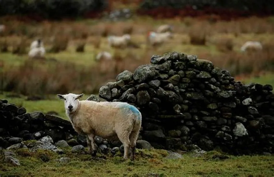 H5N1 Bird Flu Detected in Sheep in the UK