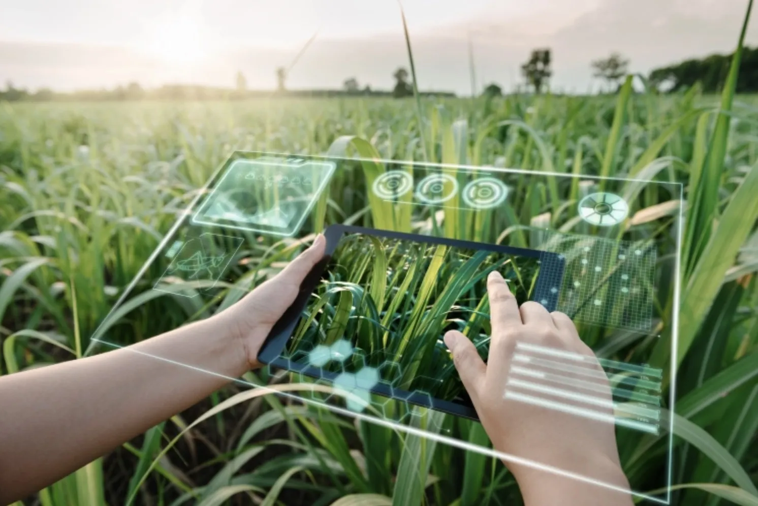ARTIFICIAL INTELLIGENCE AND AGRICULTURAL RESILIENCE: A FUTURE DIRECTION