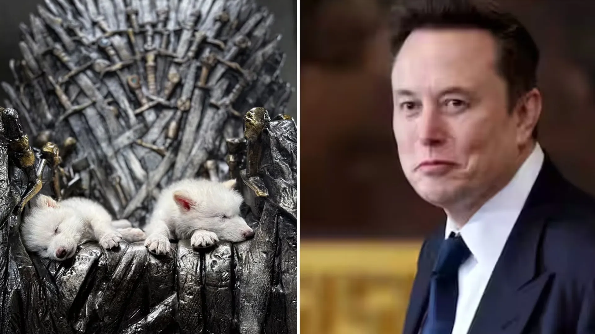 After Dire Wolf Revival, Elon Musk Asks for a Miniature Woolly Mammoth