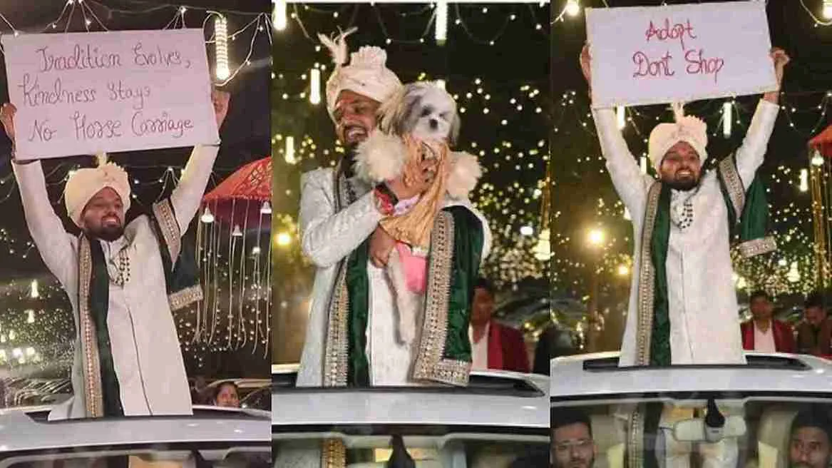 Best Wedding Of 2025: Groom’s Thoughtful Gesture For Animals Stuns Netizens | WATCH