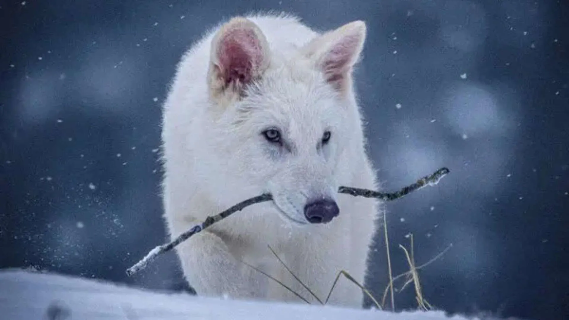 Dire Wolves Return from Extinction, 3 Pups Born Through Genetic Engineering