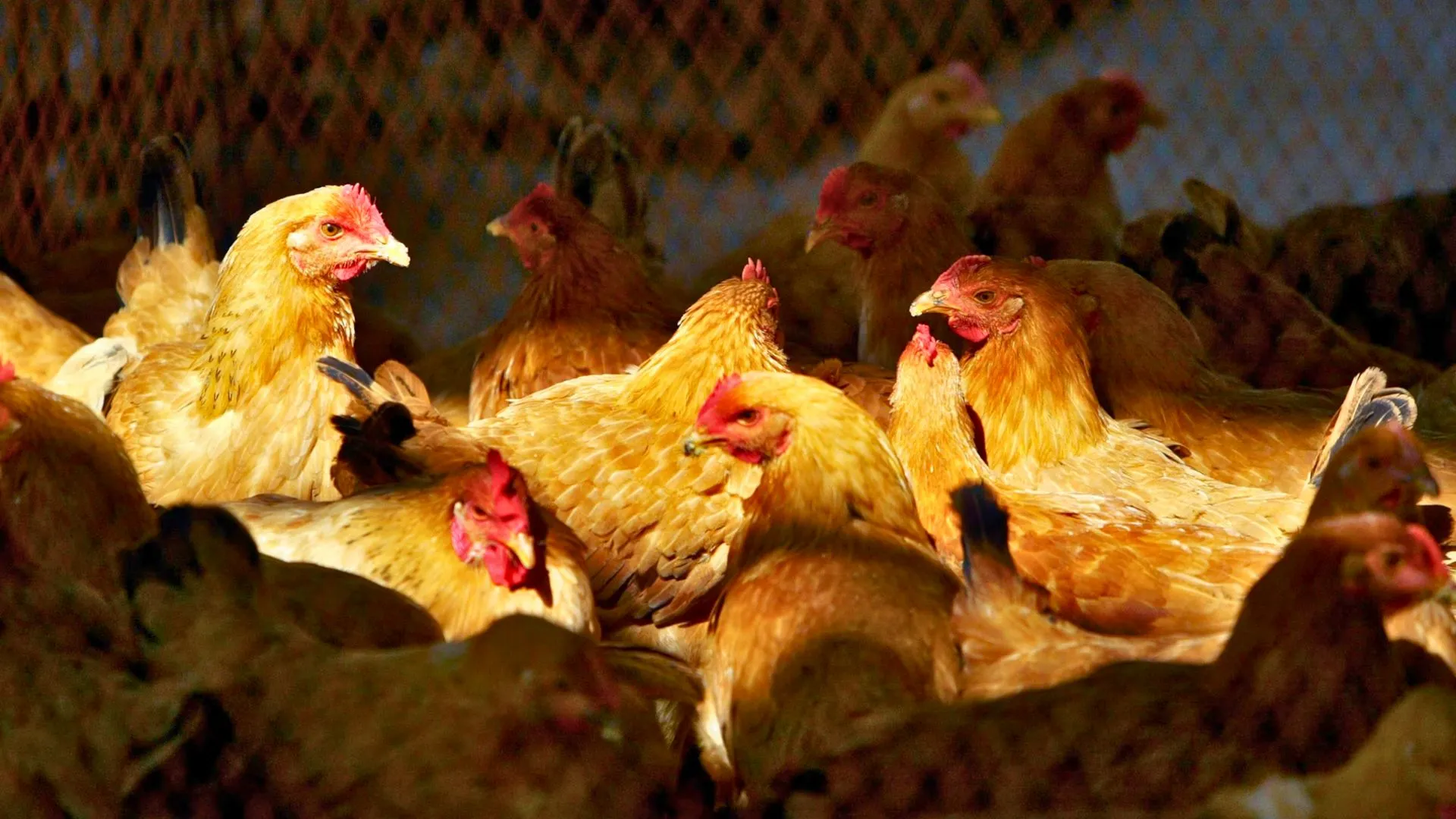 H5N1 Bird Flu Hits All 50 US States, Experts Call for Urgent Pandemic Prep