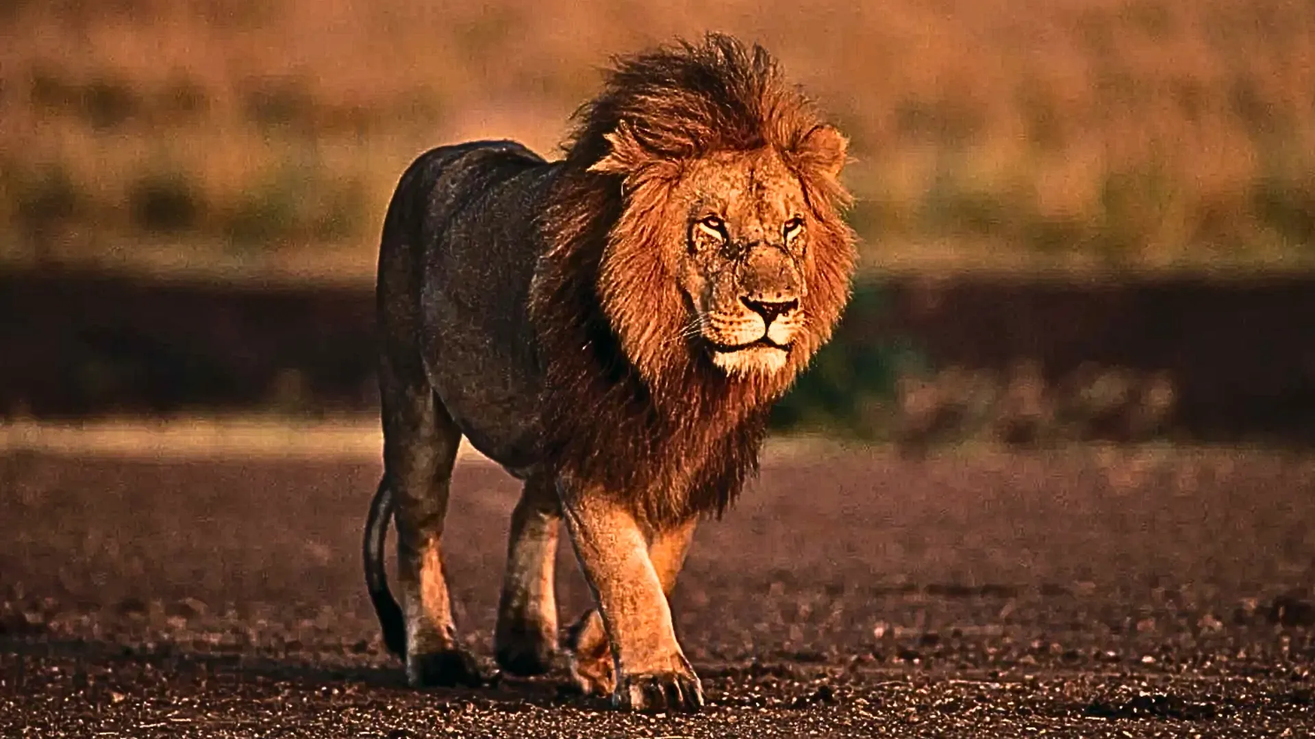 Lion Attack in Kenya: Teen Girl Mauled to Death Near National Park