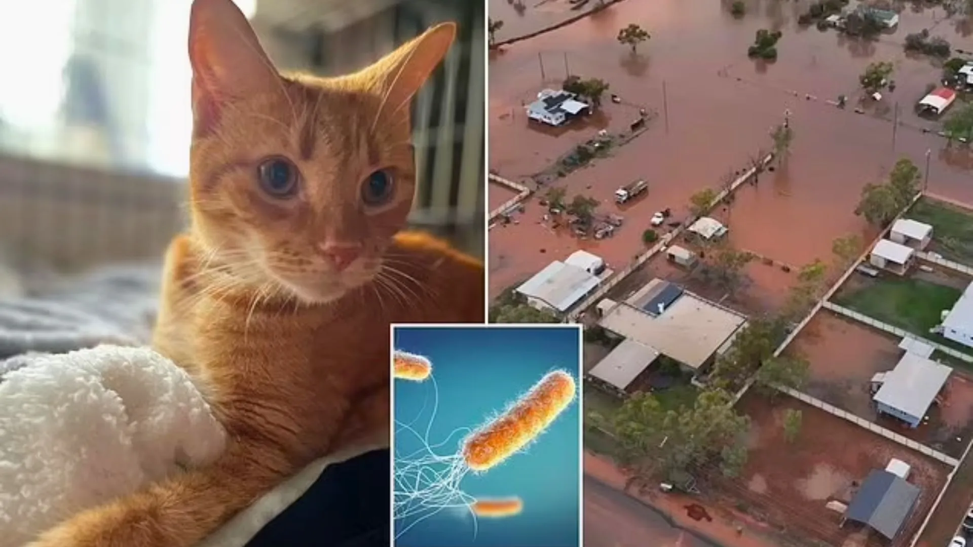 Melioidosis on the Rise in Queensland, Urgent Warning for Pet Owners