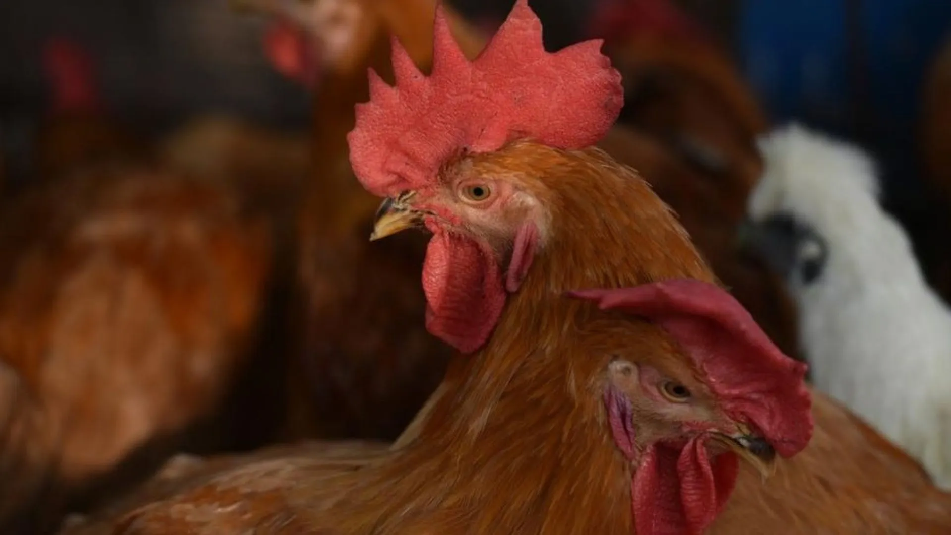 Mexico Confirms First H5N1 Bird Flu Death as 3-Year-Old Girl Dies of Organ Failure