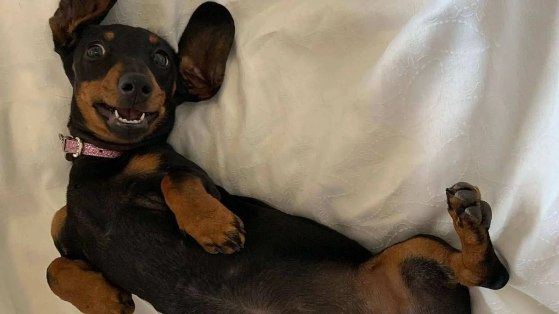 Mini Dachshund Valerie Found After 529 Days in Wild