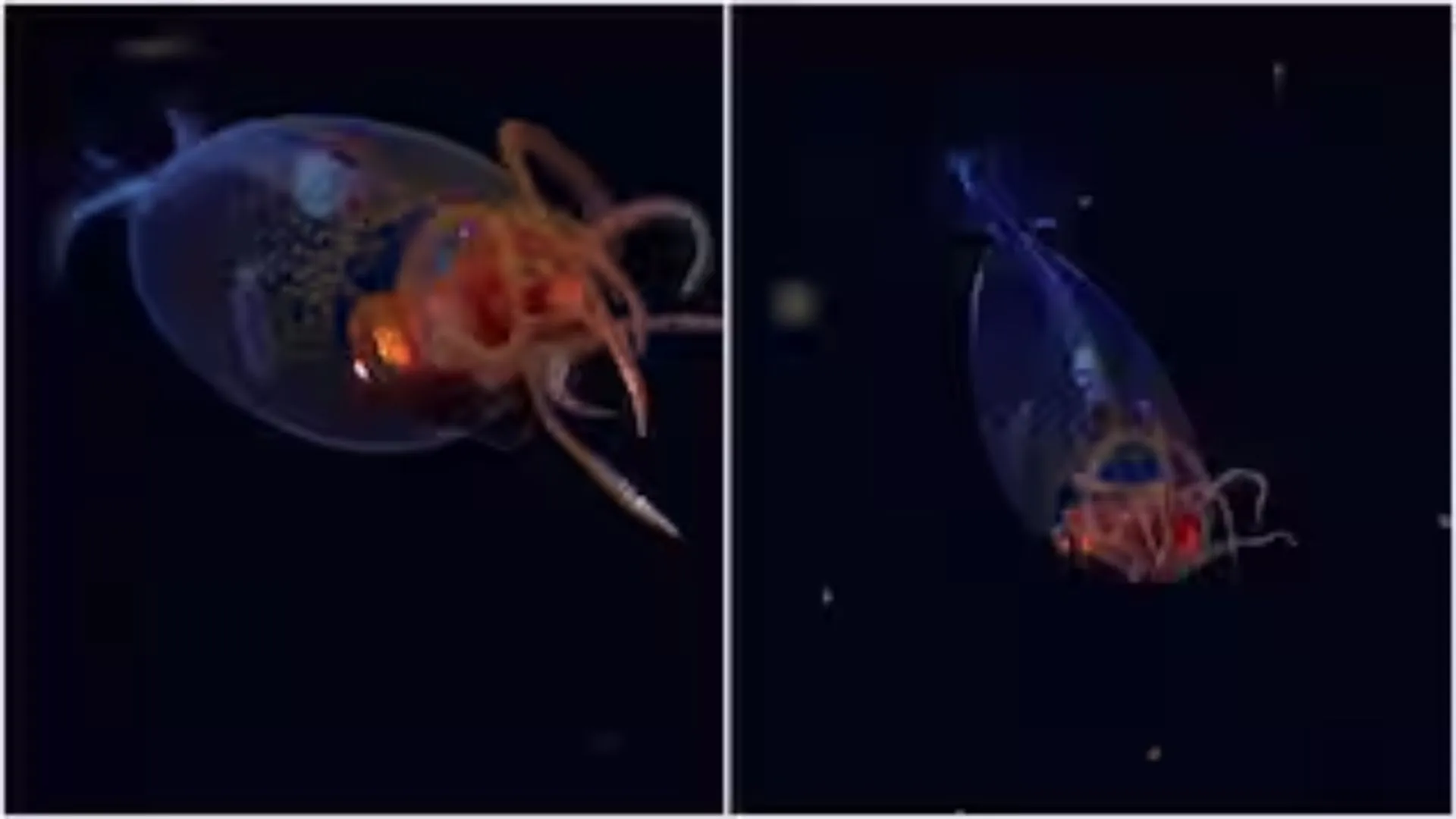 Rare Footage Captures Colossal Squid In South Atlantic For The First Time | WATCH