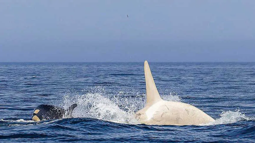 Rare White Orca Spotted Off Japan’s Coast, Stuns Internet