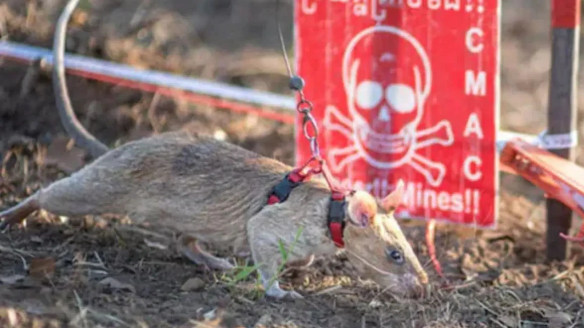 Ronin the Rat Sets World Record for Detecting Landmines in Cambodia