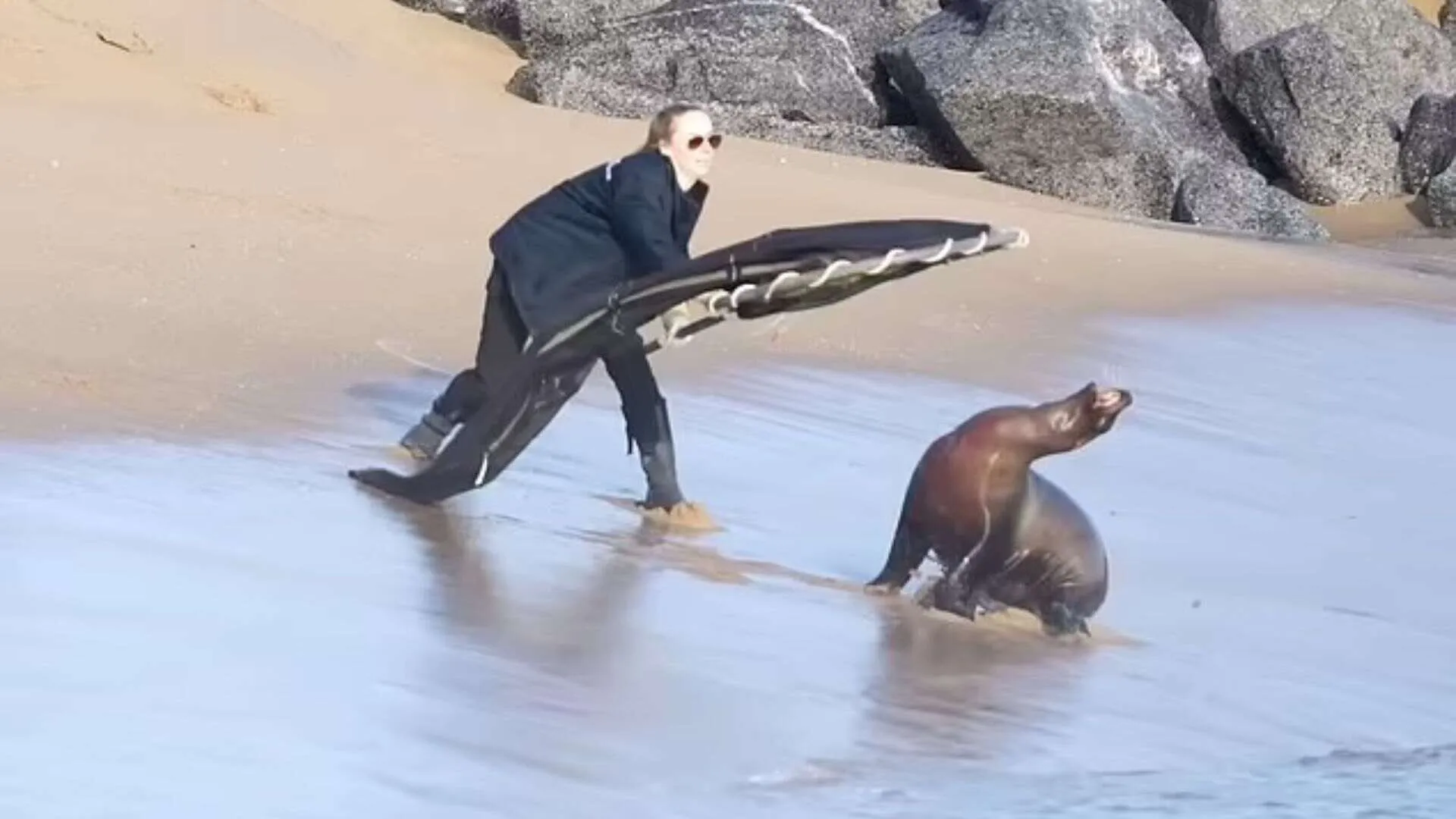 Sea Lion Chaos Sends Surfers Fleeing on California Beach | WATCH