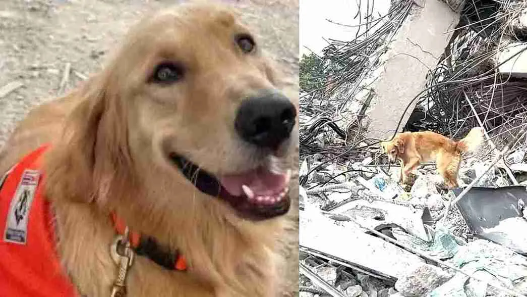 Thailand Earthquake: Rescue Dog Sniffs Out Survivors Beneath Rubble | WATCH