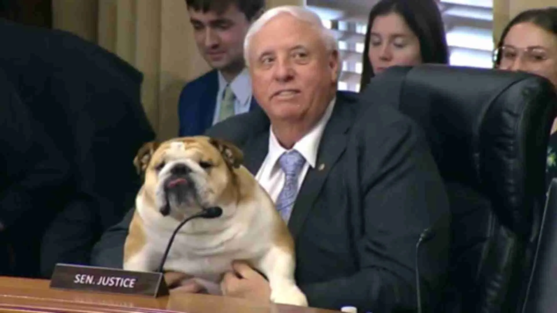 US Senator Brings Bulldog To Senate Hearing : Gives Her A Mic To ‘Testify’ | WATCH