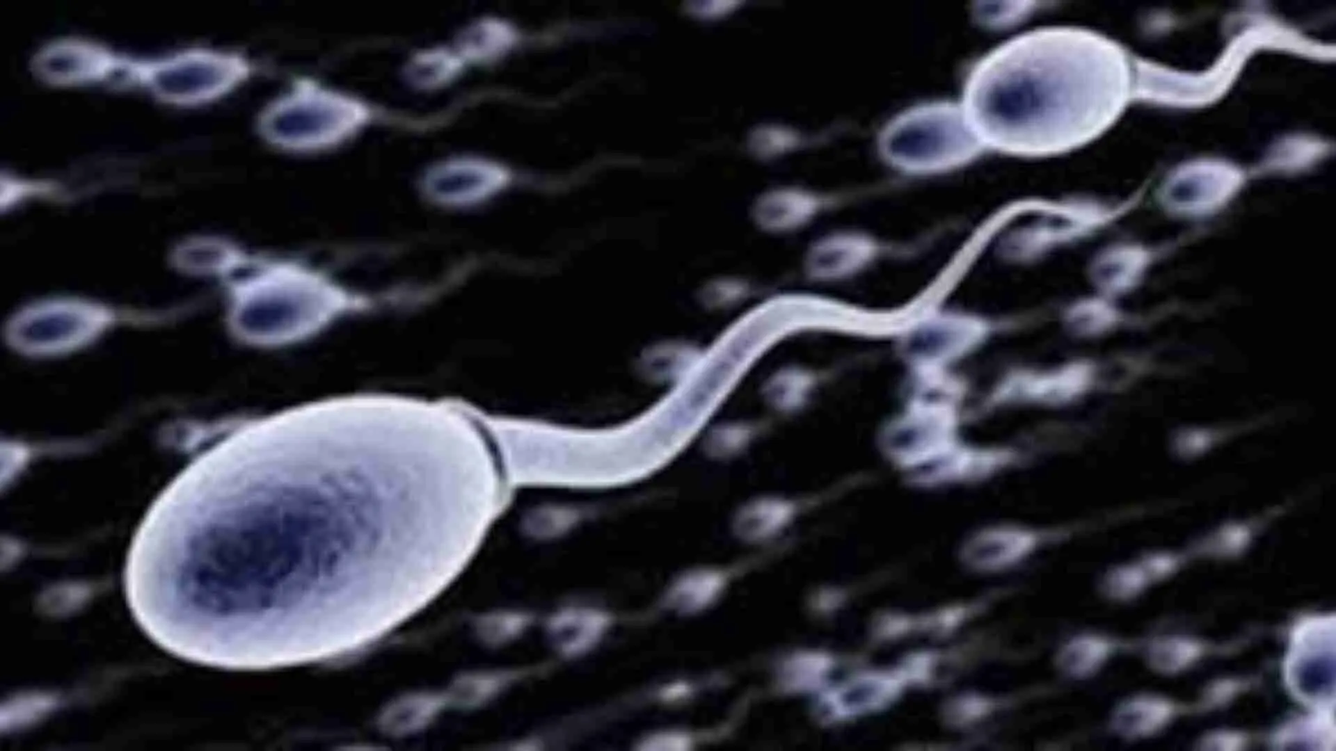 World’s First Sperm Race To Be Held In Los Angeles: Millionaires Betting On Sperm, How Is It To Be Held?
