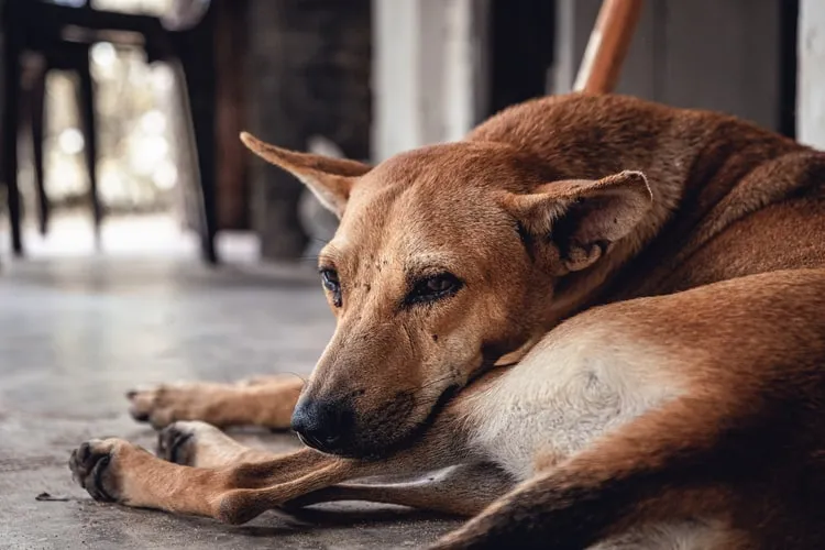 Malaysian Man Sentenced to Smuggle Puppy with Help of Mr. Dog