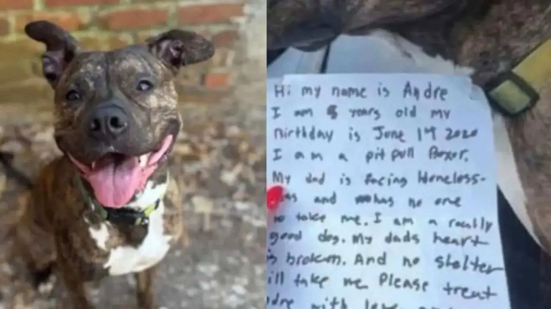 Tied with a Heart-Melting Note, Atlanta Doggie Finds a ‘Forever Home’