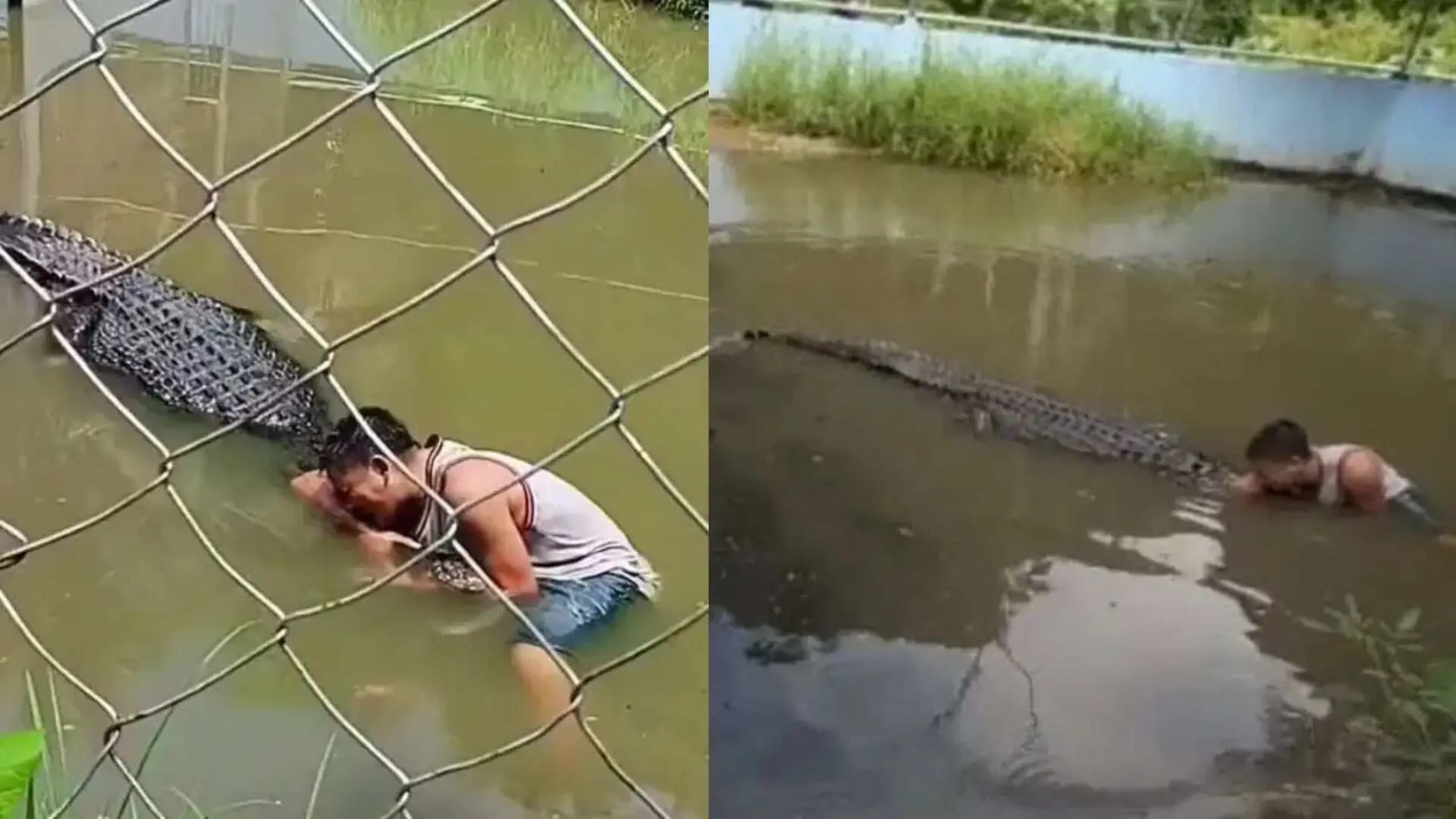 Tourist Mistakes Crocodile for Statue, Gets Mauled at Zoo