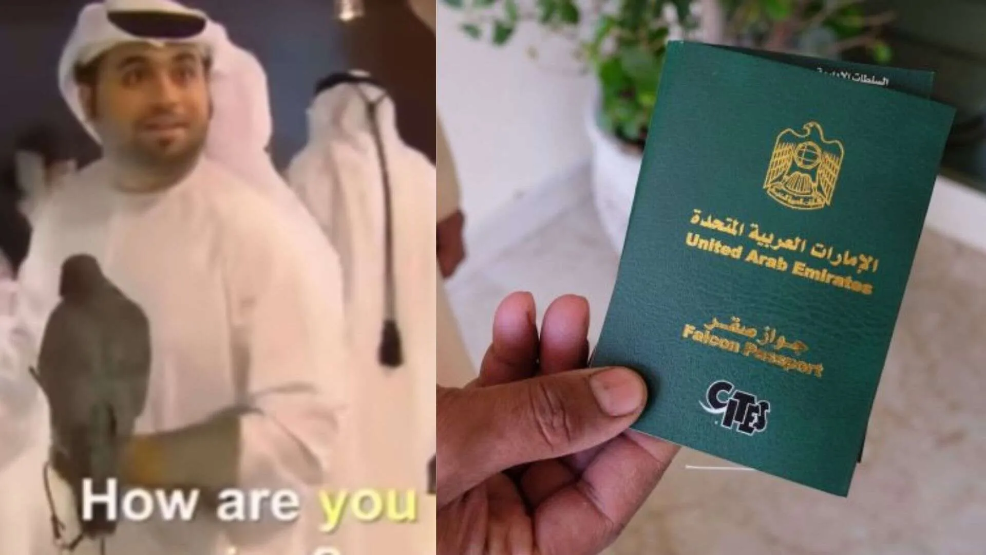 Falcon Flies on Etihad with Passport, Internet Stunned | WATCH