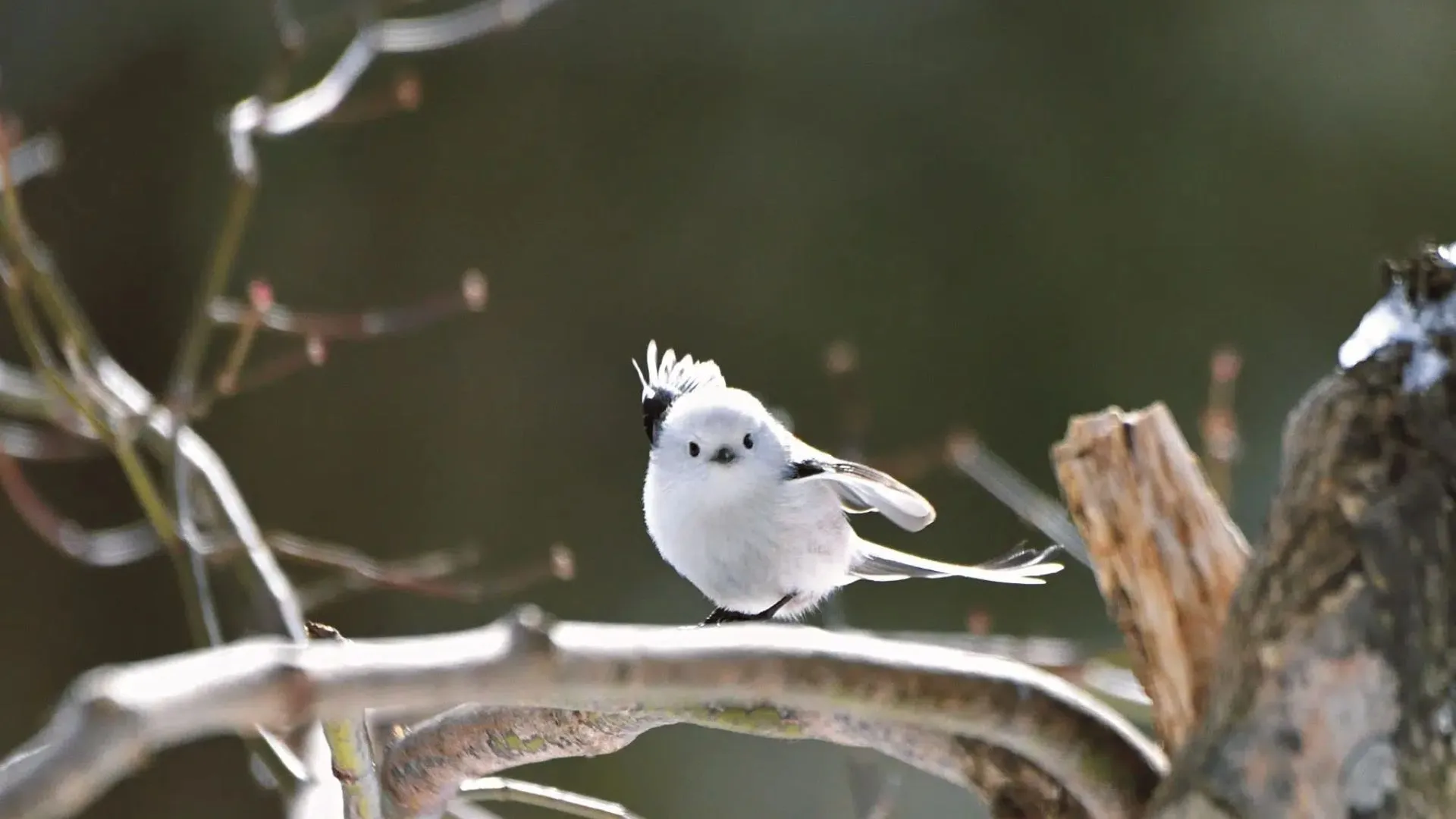 Internet Falls in Love with Japan’s Snow Fairy Bird | VIDEO