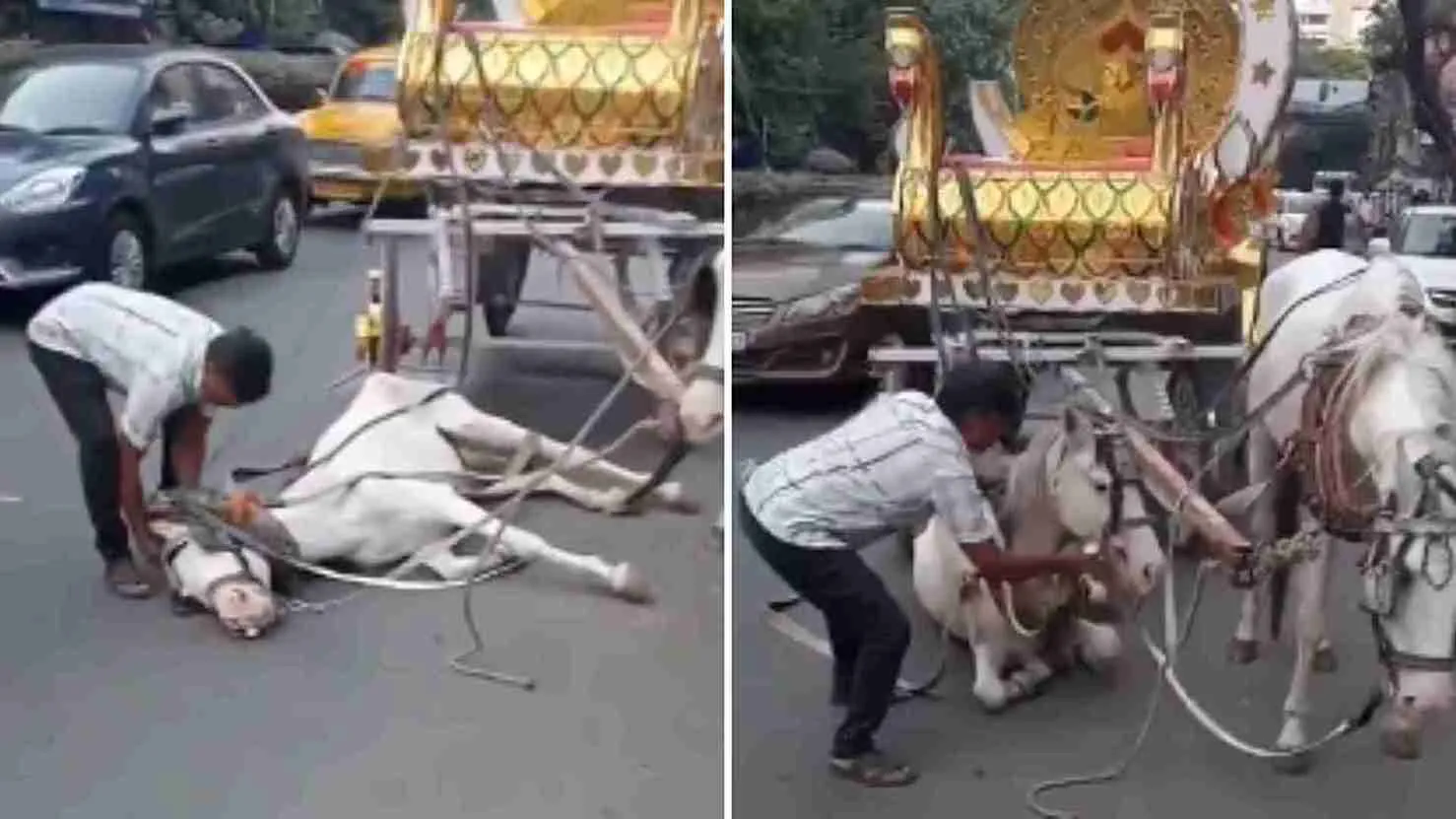 Kolkata Horror: Collapsed Horse Dragged By Brutal Handler | Viral Video