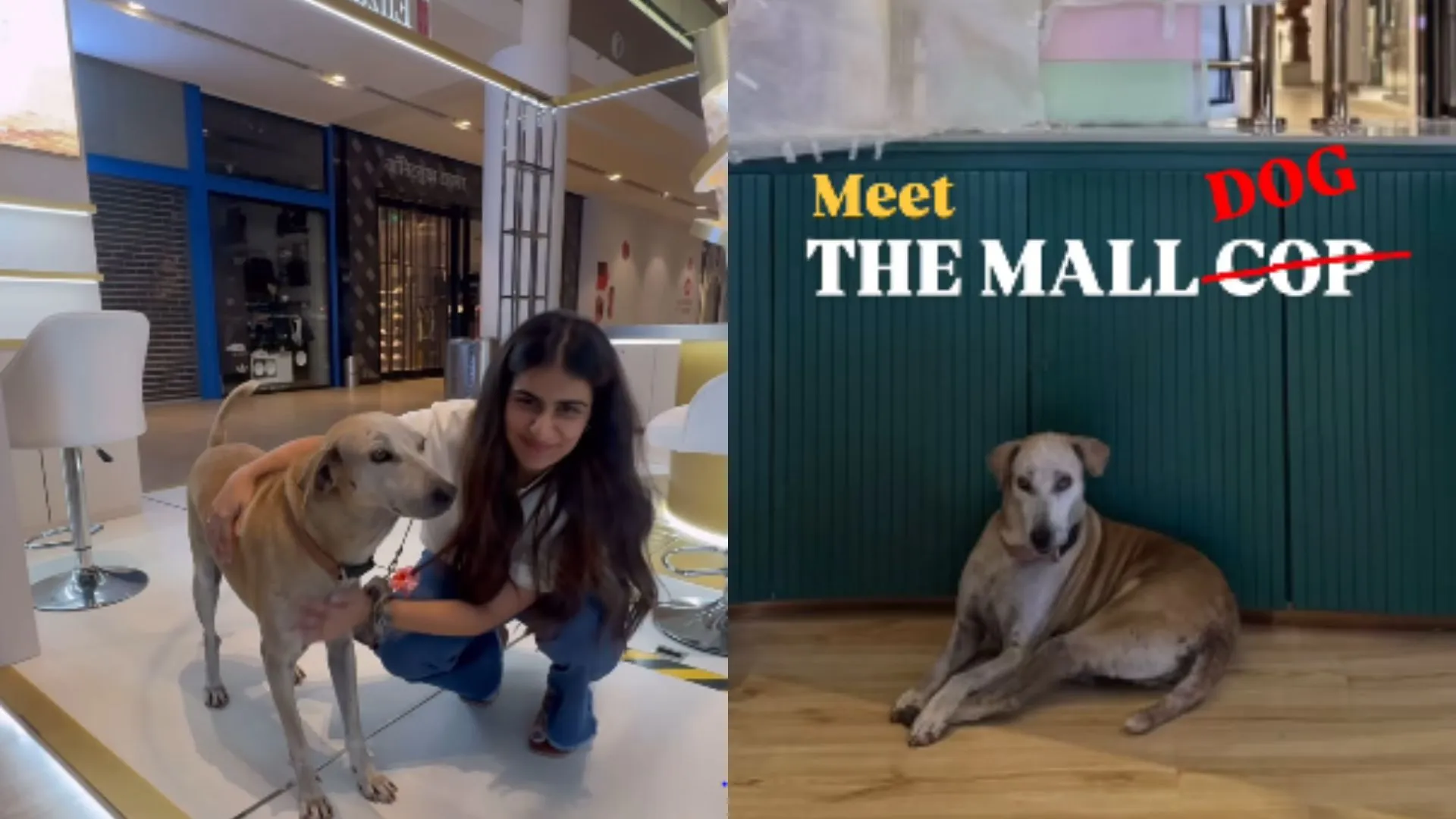 Meet Mr Jio, the beloved pup of Mumbai’s Jio World Drive | WATCH