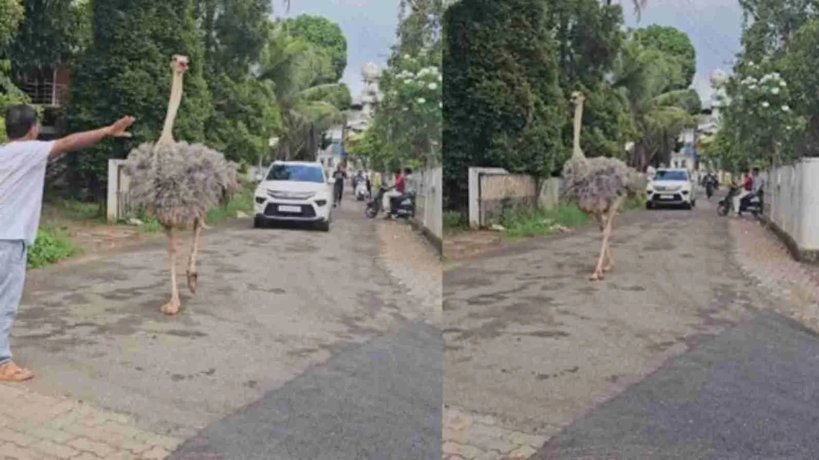 Ostrich Strolls Through Kerala Street Like A Boss, Internet Shouts ‘Jumanji Is Real’ | WATCH