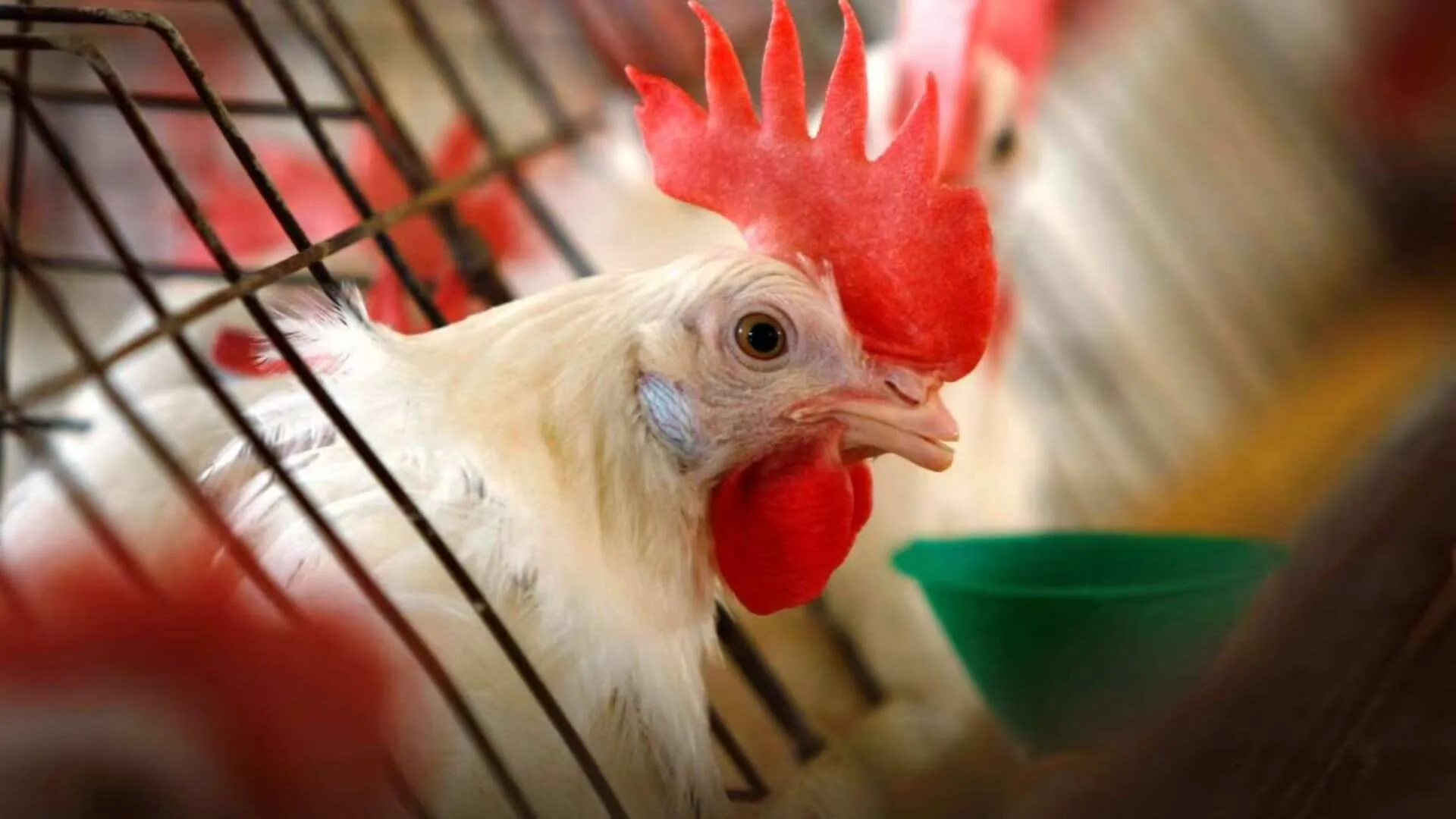 What is Rent-a-Hen? A Solution to Rising Egg Prices in the U.S.?