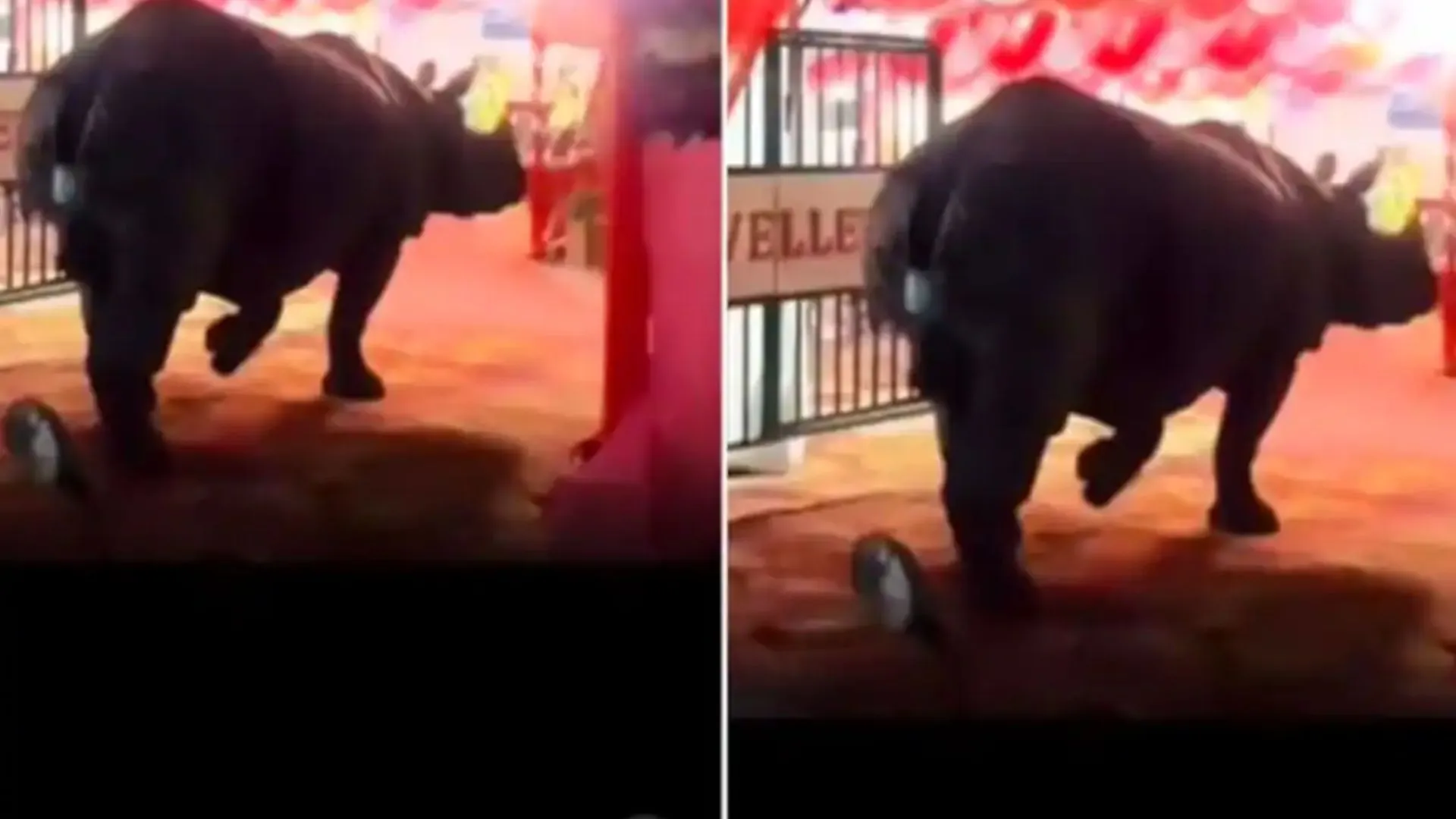 Rhino Crashes Wedding Ceremony, Internet Says ‘Wild Card Entry’ | WATCH