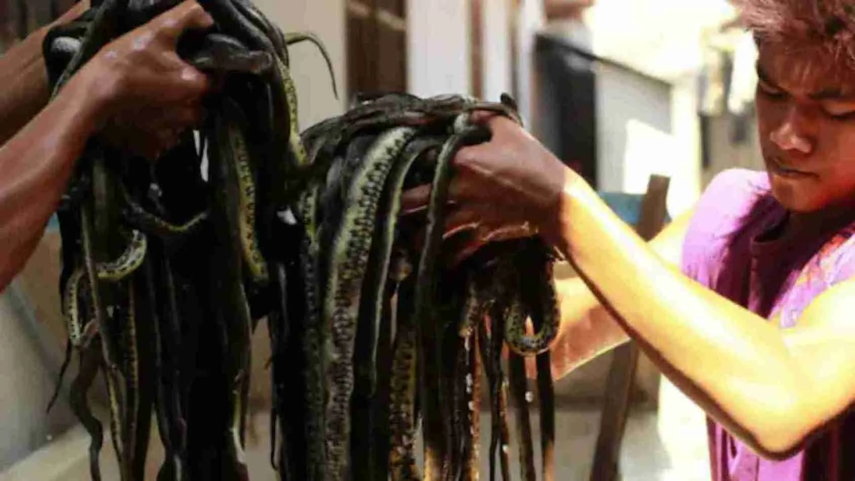 Snakes Are Filled With Water and Peeled Alive: WHAT FOR?
