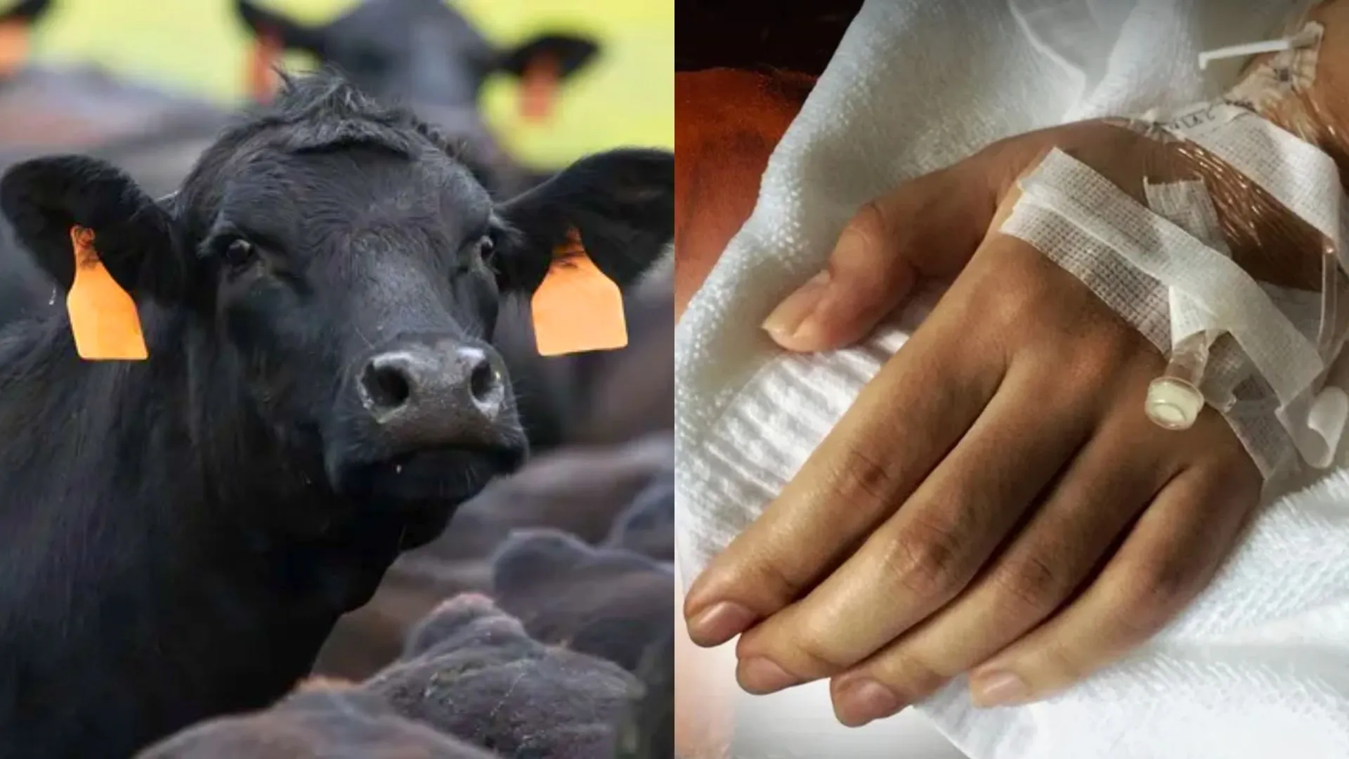 Thailand Records First Anthrax Death in Decades, Hundreds Exposed