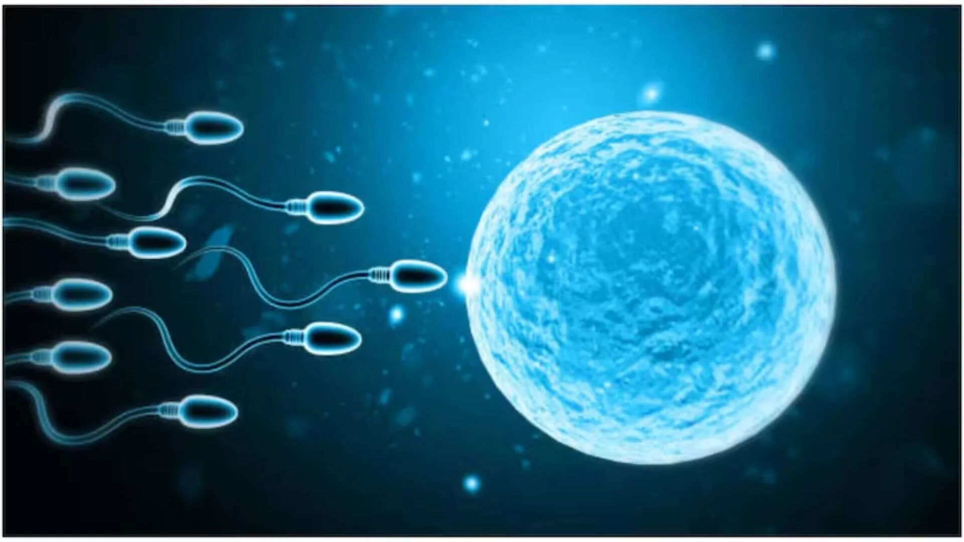Who Won the World’s First Live Sperm Race?