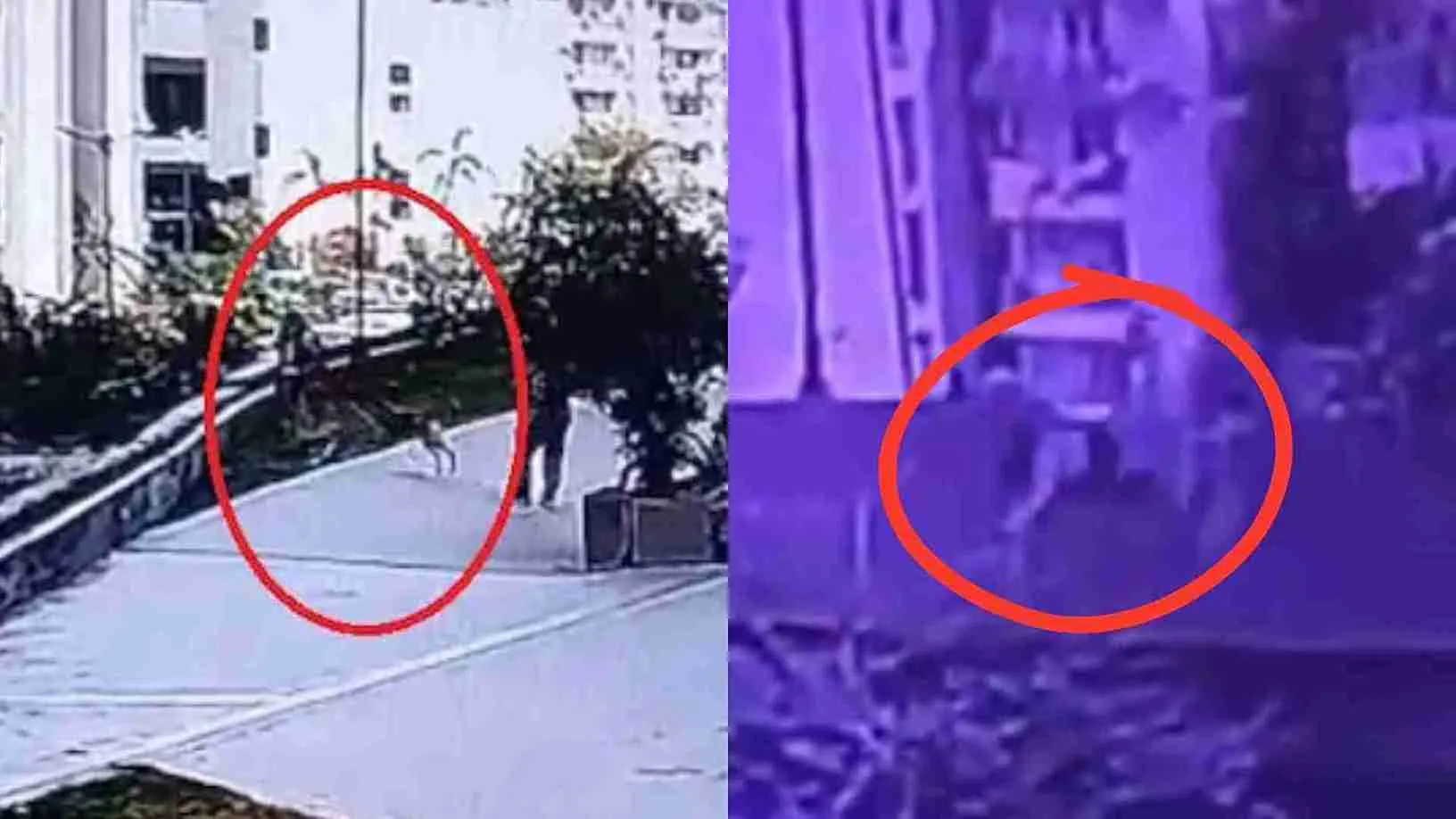 Woman Falls 20 Feet Escaping Dog Attack From Passageway In Noida | WATCH