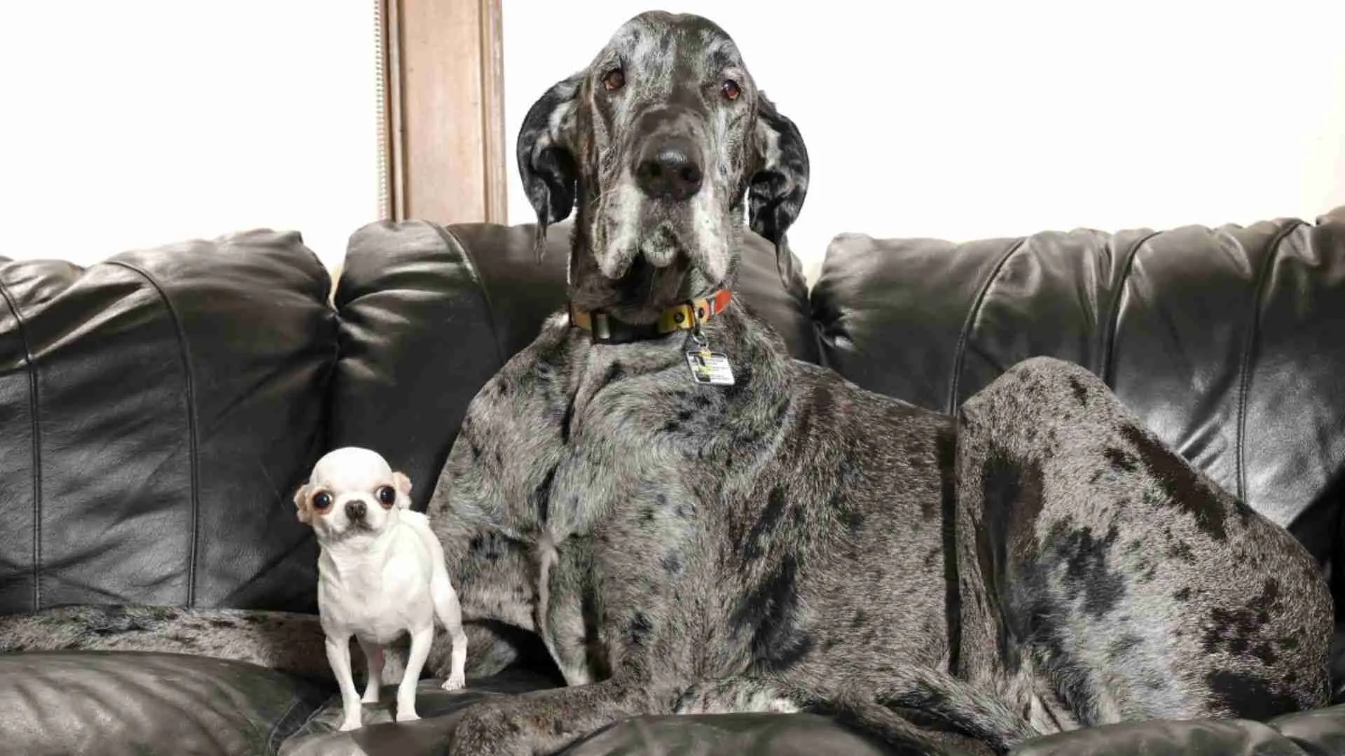 World’s Tallest Dog Meets Shortest Dog in Adorable World Records Playdate