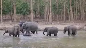 Baby’s Day Out: Elephant Herd Gives Calf ‘Z+ Security’ in Adorable Viral Clip | WATCH